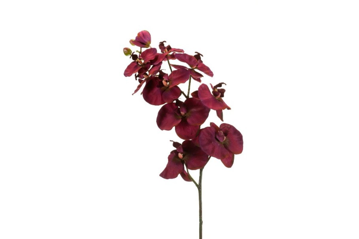Стоковые фотографии по запросу Орхидея фиолетовая